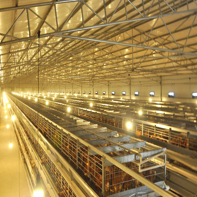 Q235 Chicken Farming Equipment , 384 Birds / Set H Type Layer Cage