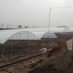 Wholesale Plastic Film Greenhouse Multi Span Rain Shelter Greenhouse For Plum Growing from china suppliers