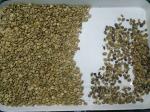 8 Chutes 512 Channels Coffee Bean Color Sorter LED variable light