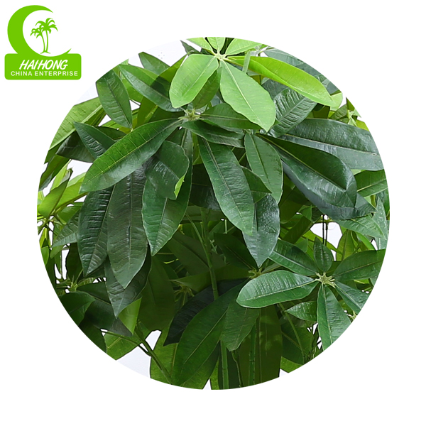 Pachira Tree