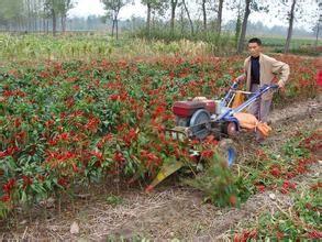Wholesale Diesel engine mini chili swather (windrower) price, sell pimento reaper with hand tractor from china suppliers