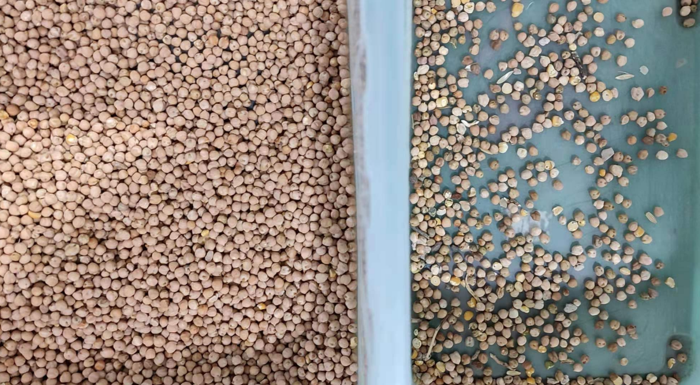 800kg/H Beans Color Sorter With 5400 Pixel High Resolution CCD Camera