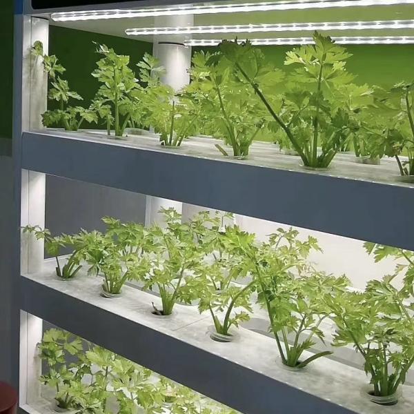 Greenhouse Container Roofing Sheet for Leaf Vegetable Customization at Your