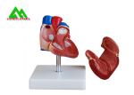 Plastic Human Anatomical Heart Model Life Size For Medical Students