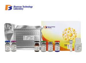 Wholesale 96 Well Human ELISA Kit Apurinic , Apyrimidinic Endonuclease 1 ELISA Test APEX1 from china suppliers