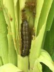 Active Ingredient Pest Virus And Bt Maize Crop Pesticides for Long Shelf Life
