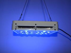 Wholesale CIDLY LED 5W Blue Red LED Plant Grow Light Panel with lettuce growing 200W from china suppliers