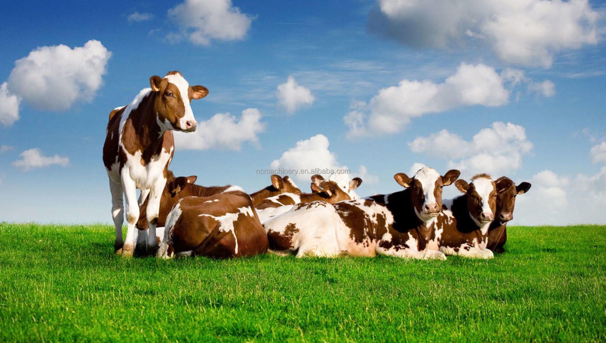 Convenient Milk Delivery and Transport with 1250KG Milk Tanker on Milk Truck Road