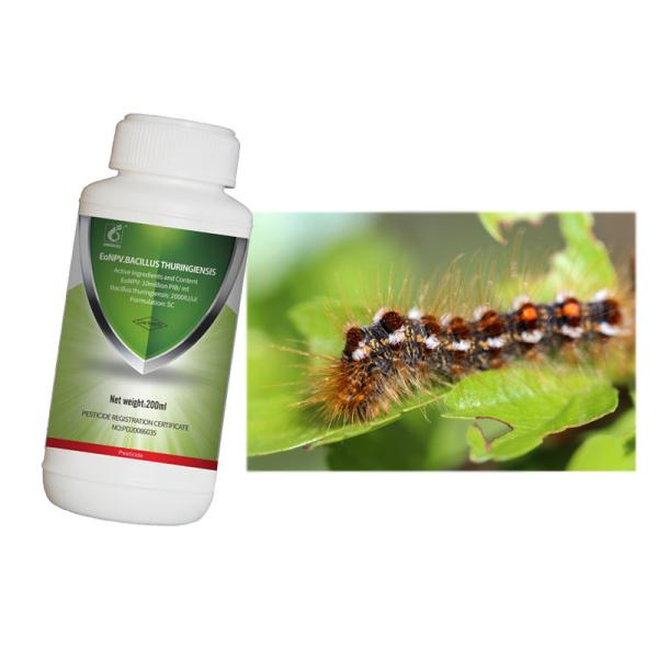 SC Tea Farm Insecticide Get Rid Of Tea Geometrid Organic Certificate Without