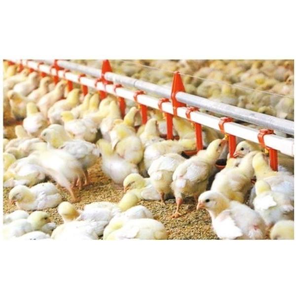 Automatic manure cleaning Full Automatic Poultry House Equipment Easy installation & maintenance