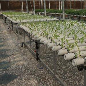 Wholesale Soilless Technology and Temporary Heating Vegetable Cultivation Greenhouse 2000.000kg from china suppliers