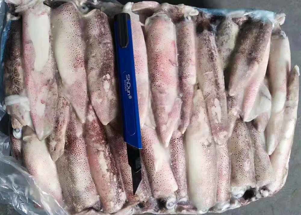 Whole Round Illex Squid Chinese Ocean Vessels Loligo Chinensis Bqf