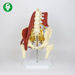 Wholesale Lumbar Spine Skeleton Model / Educational Muscels Pelvic Spine Bone Model from china suppliers
