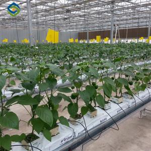 Wholesale Turnkey Project Multi Span Commercial Hydroponic Greenhouse Waterproofing from china suppliers
