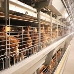 Q235 Steel Wire Poultry Chicken Cage Stable Performance 0 - 20kw Power For Farm