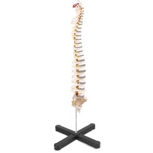 Wholesale Compact Medical Plastic Simulation 3kgs Vertebral Column Model 80cm from china suppliers