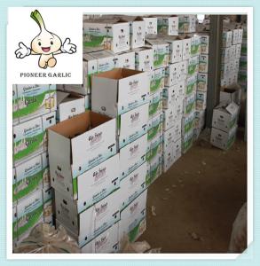 Wholesale New Shandong corp fresh garlic 2016 with best quality China from china suppliers