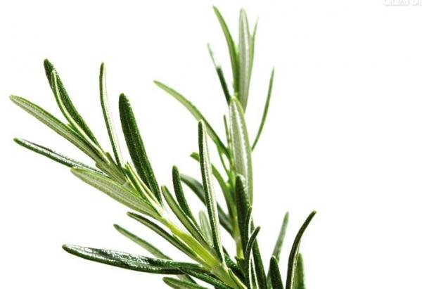 Quality Rosemary Extract,Rosemary P.E. for sale