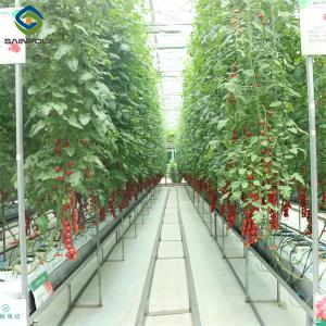Wholesale Gutter Growing System Commercial Tomato Greenhouse With Steel Structure from china suppliers