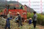 Farm Machinery for Sugarcane Farmer SL5 Sugarcane Lifting Machine/Mini Sugarcane