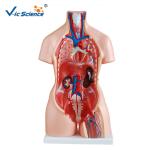 PVC Human Torso Model 85cm Tri - Sex Torso 21 Parts For Teaching Demonstration