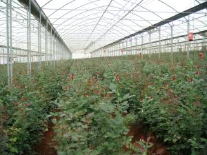 Wholesale clear plastic sheet ,max widht 14m ,100um-200um greenhouse film from china suppliers