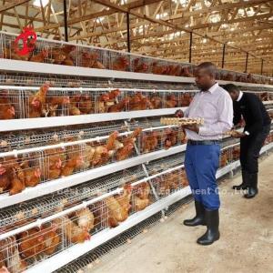 Wholesale A type Broilers Battery Cage Poultry Farming ISO14001 Doris from china suppliers