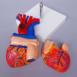 Medical Anatomy Simulation PVC Heart Anatomy 3d Model 2 Part Life Size