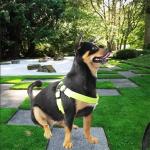 Training Led Dog Harness Glowing Security Pet Safety Fluorescent Soft USB