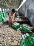 China fresh garlic export to Brazil by Pioneer Garlic Group