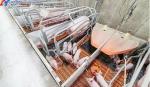 Insulation Fireproof Piggery Shed Poultry Farm Shed Building