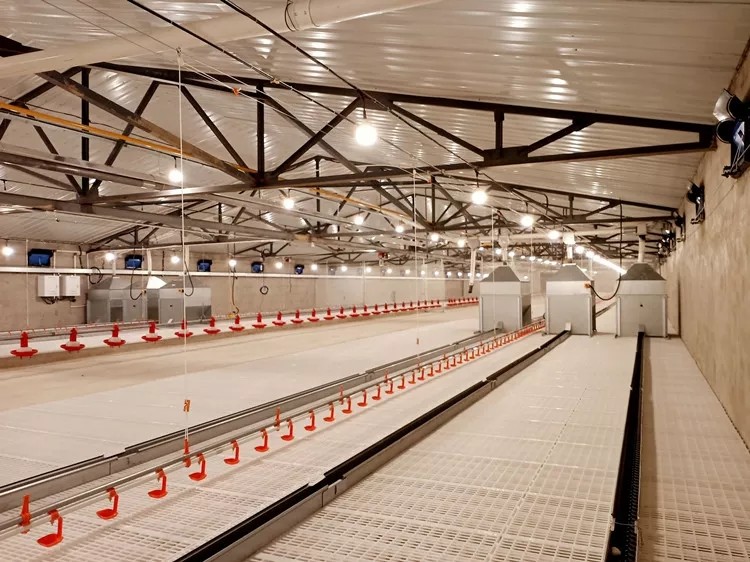 Chicken House Commercial Poultry Equipment Ground Breeding Breeder System For Broiler