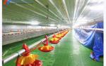 Automatic Broiler Poultry Equipment Plastic Poultry Farm Feeding System