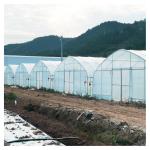 Stable Structure Polyethylene Film Greenhouse / Vegetable Tomato Plant