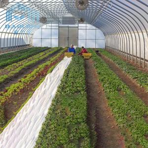 Wholesale Polytunnel Zinc Steel Frame Greenhouse PE Membranes Covering from china suppliers