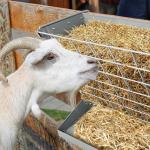 Wall Mount Hay Rack for Livestock Feeding Livestock Feeder Hay Feeder Bracket