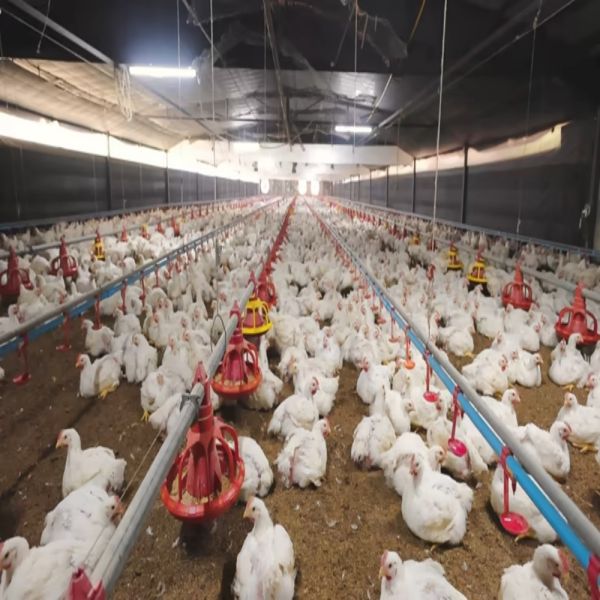 Efficient Modular Poultry Farm Construction with Galvanized Steel Long-lasting Fast Assembly