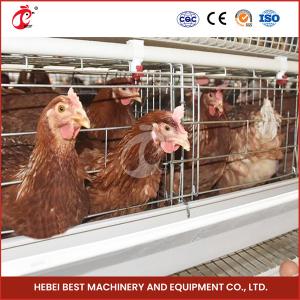 Wholesale Sturdy White Poultry Cage System For 96-200 Birds Galvanized Steel Structure Star from china suppliers
