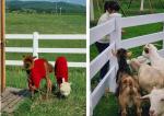Free Sample 1.2m Height White 3 Rails Heavy Duty Vinyl Fence Horse PVC Farm