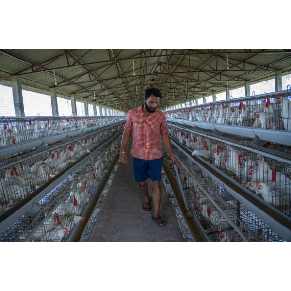 Durable Design Poultry Farming Equipment with Easy Install Feeding System and Corrosion-Resistant Materials