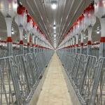 1inch Pipe OD Swine Farrowing Pen Farm Equipment 2.2*0.65m