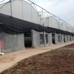 Steel Structure Polythene Grow Tunnel For Tomato And Cucumber