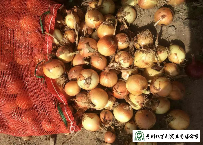 ISO / HACCP Standard Fresh Onions Supply Time May To Next February