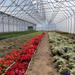 Hot Dip Galvanized Steel Multi Span Greenhouse Plastic Film For Plant Growing