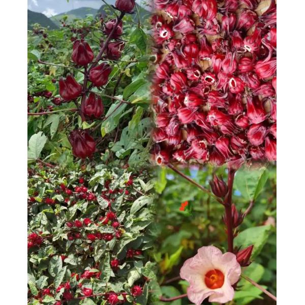 Beauty And Skin Care Hibiscus Flower Tea Hibiscus Sabdariffa L Tea