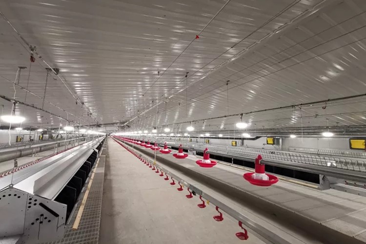 Chicken House Commercial Poultry Equipment Ground Breeding Breeder System For Broiler