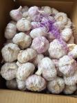 Professional supplier garlic wholesale chinese normal white garlic fresh garlics