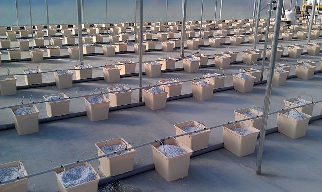 Hydroponic Growing System for Tomatoes in Dutch Bucket Easy Assembly and Efficiency