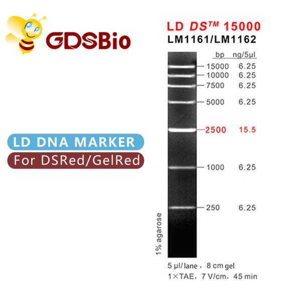 LD DS 15000bp 15kb DNA Marker Electrophoresis 50 Preps
