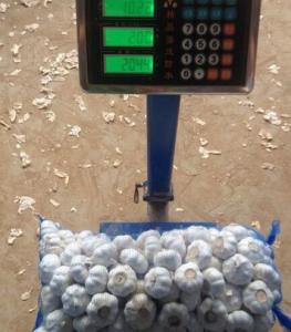 Wholesale CHINESE GARLIC ARE EXPORTED TO DOMINICAN MARKET from china suppliers